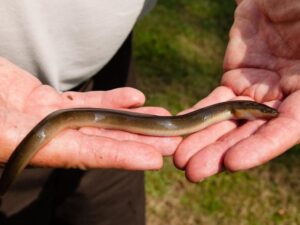 Can You Eat Eel