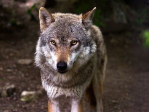 Can You Eat Wolf