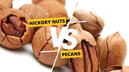 Hickory Nuts vs Pecans